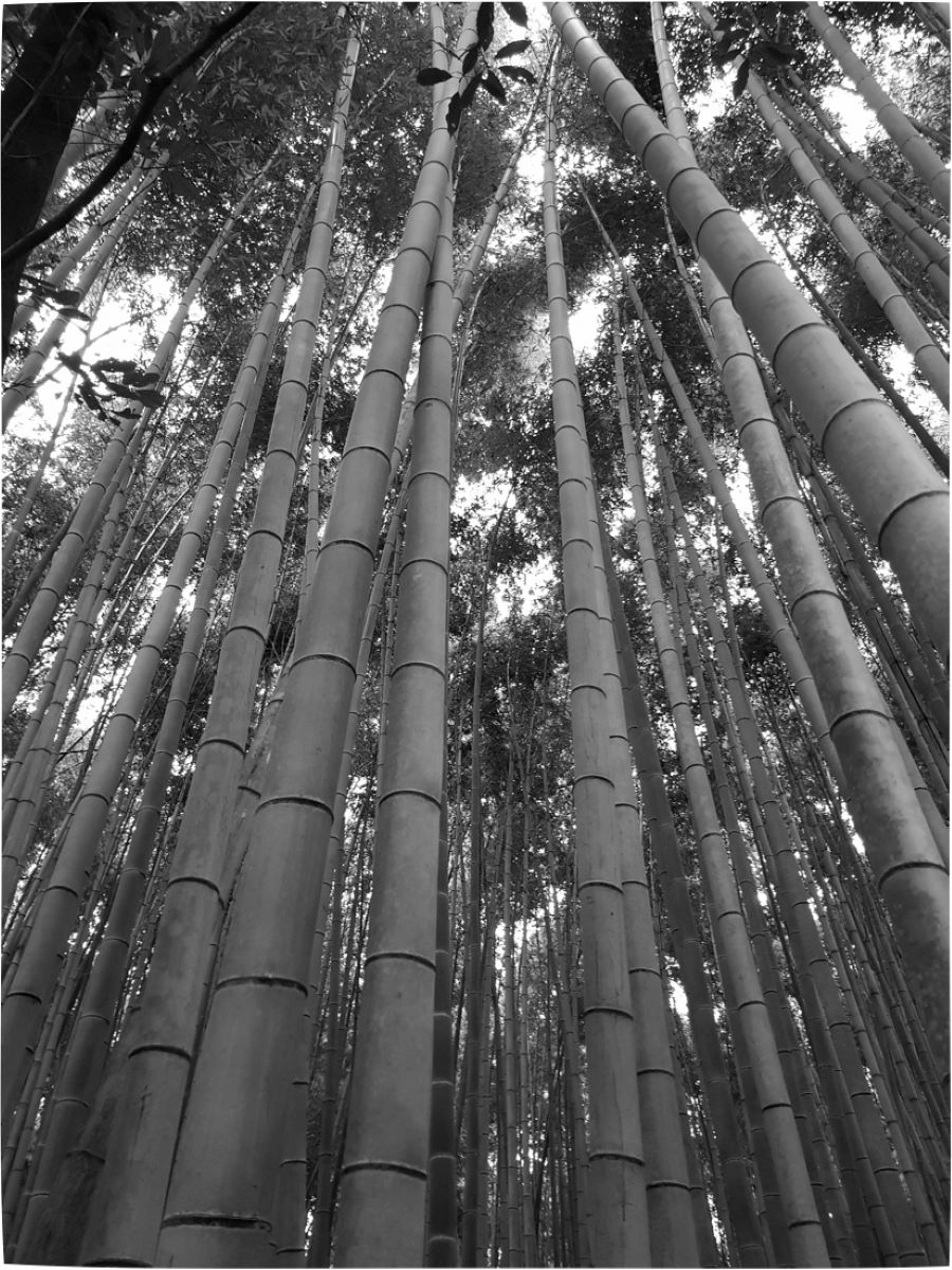 1st Place - Lynda Pearson - Bamboo Forest Japan